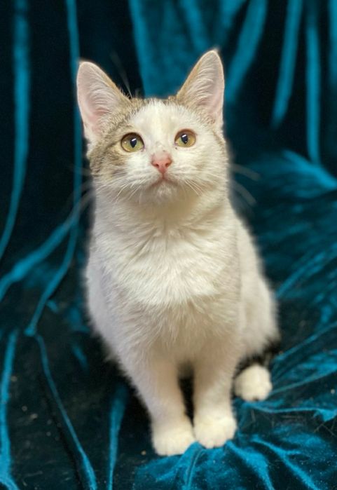 Отдам даром в добрые руки полосато-белую кошечку