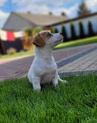 Jack Russell Terrier Piękny Piesek