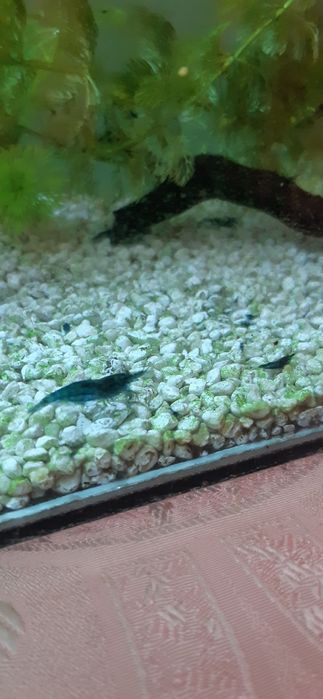 Krewetki blue velvet