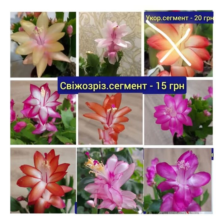 Шлюмбергери, рипсалідопсиси