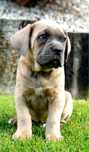 Cane Corso szczenię