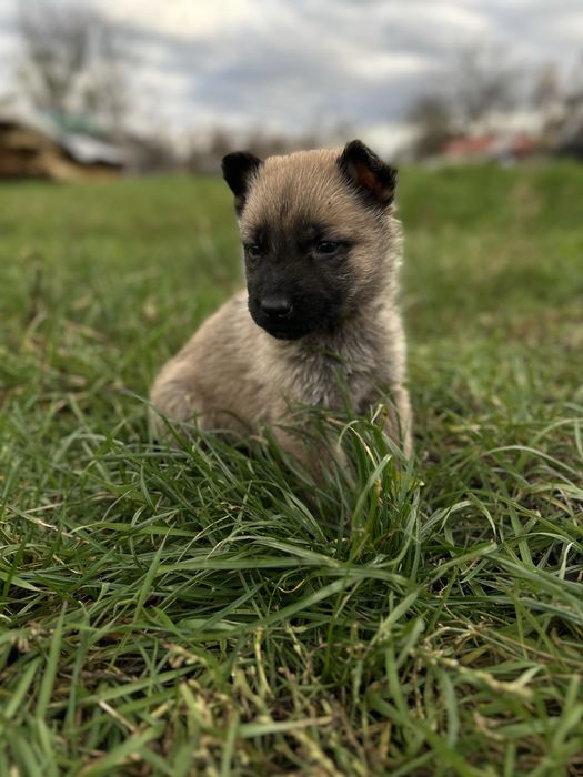 Цуценята породи німецької вівчарки