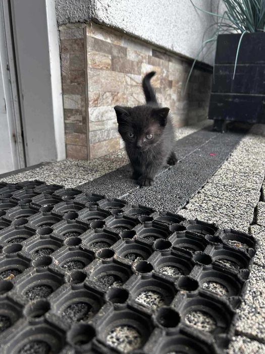 Oddam za darmo małe kotki