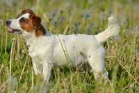 Jack Russell Terrier gładkowłosy piesek ZKwP