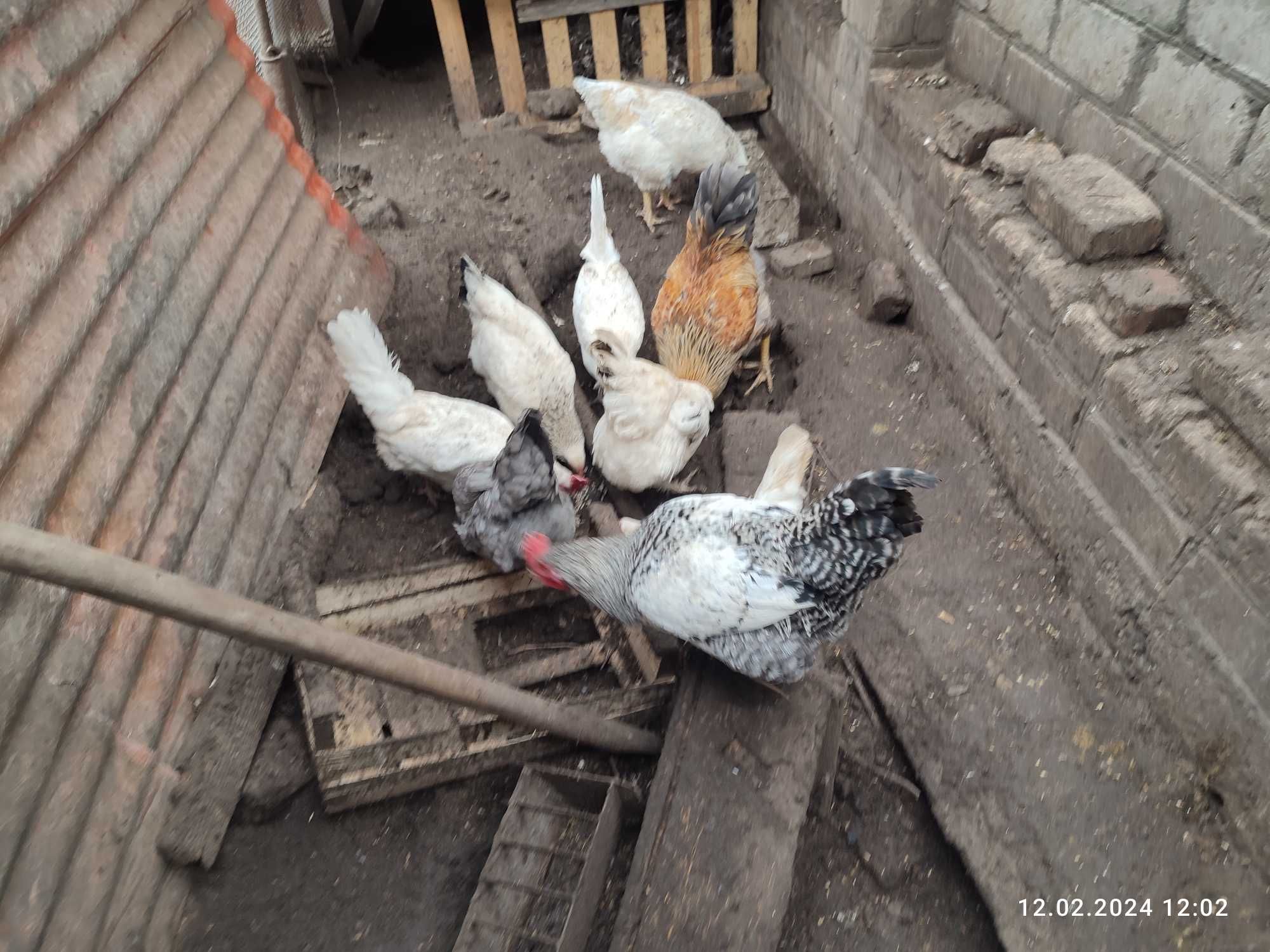 Продам кур - несушек и мясо-яичных пород. Одесса. Малиновский р-н