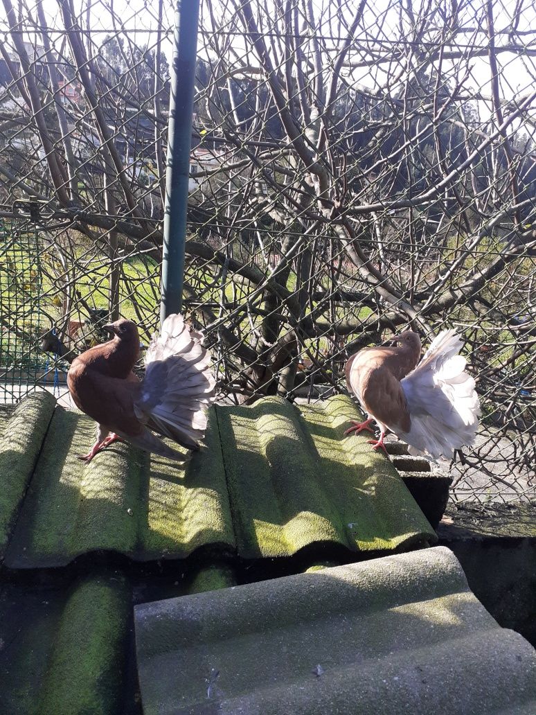 pombos de leque duplo e capuchinho