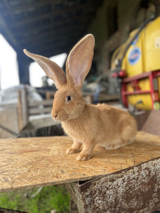Królik Olbrzym belgijski żółty samiec 4,5 kg