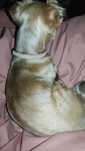 Pies w typie yorka (mix yorka i shih tzu)