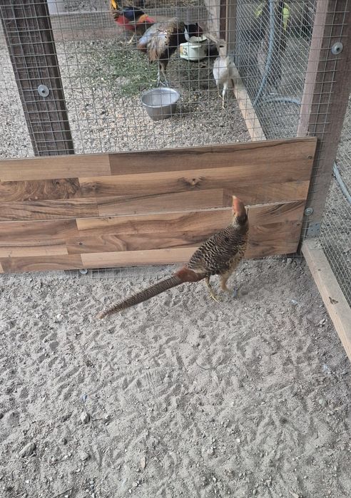 Bażant złocisty młody