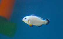Błazenek Amphiprion ocellaris Snow Storm, morskie