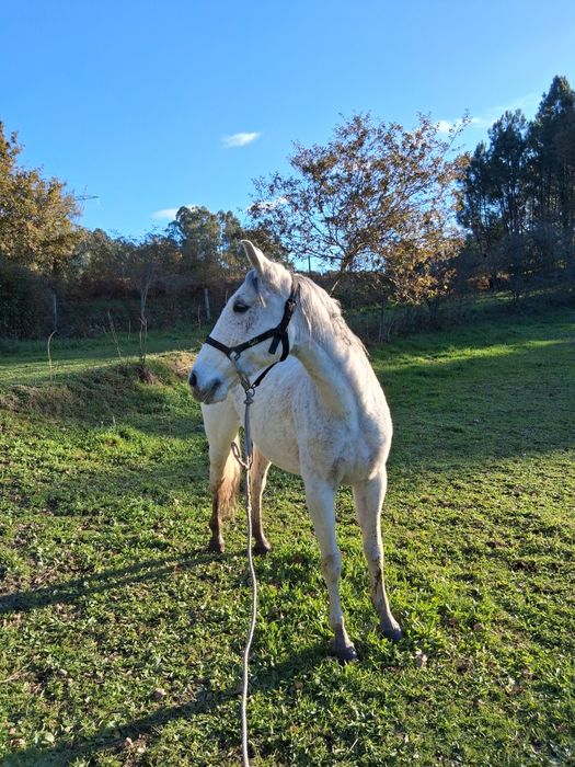 Egua branca a venda