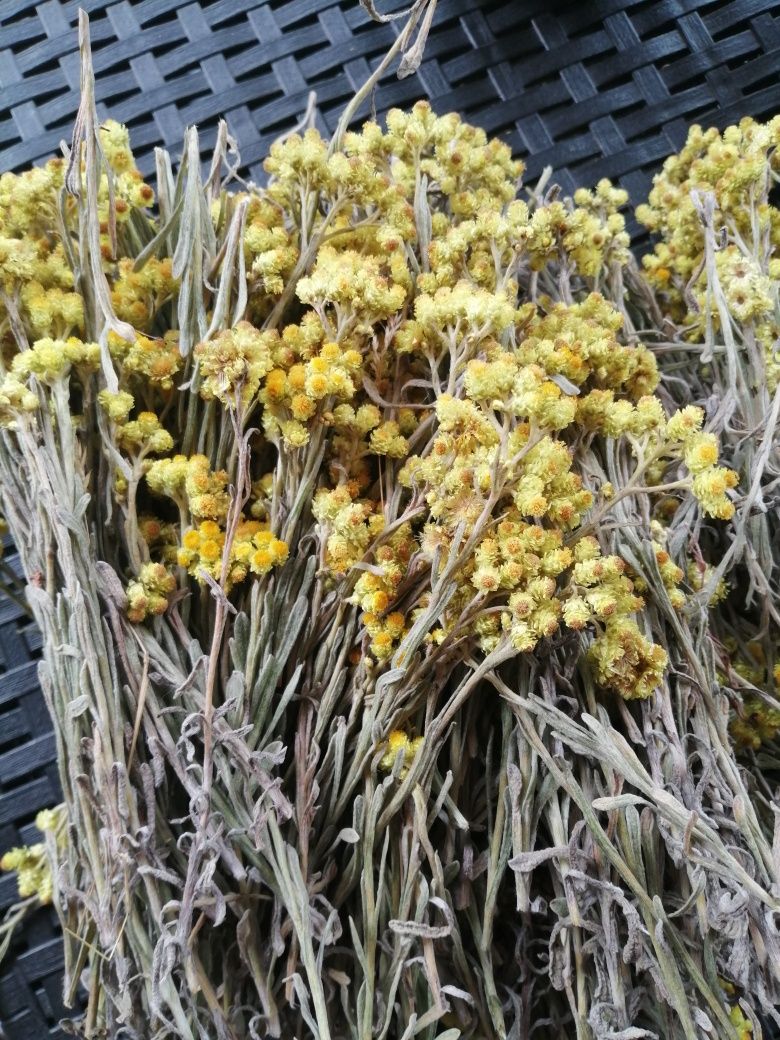 Kocanka piaskowa syrop