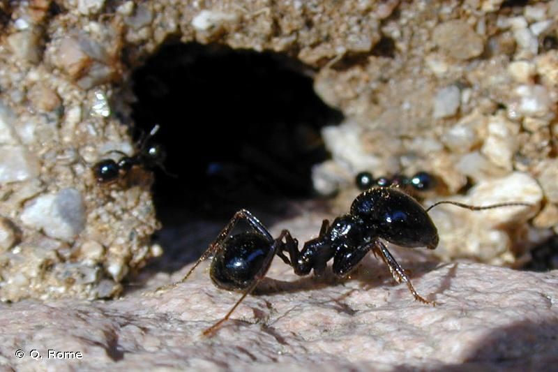 Колонії 2025 Messor Capitatus Солдати / фермы / муравьи / мессор /форм