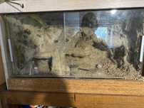 Terrarium 80x45x45 cm z plyty OSB dla gekona