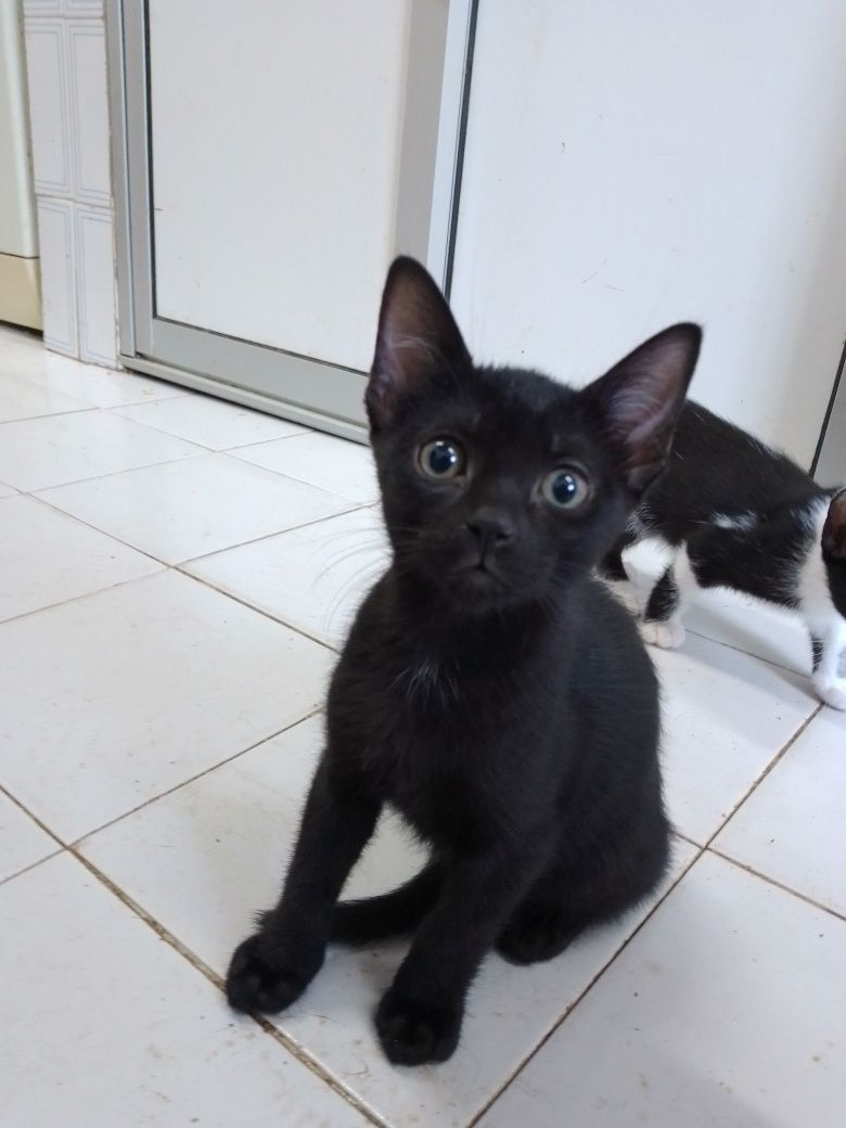 Dou gatinhos, machos e fêmeas.