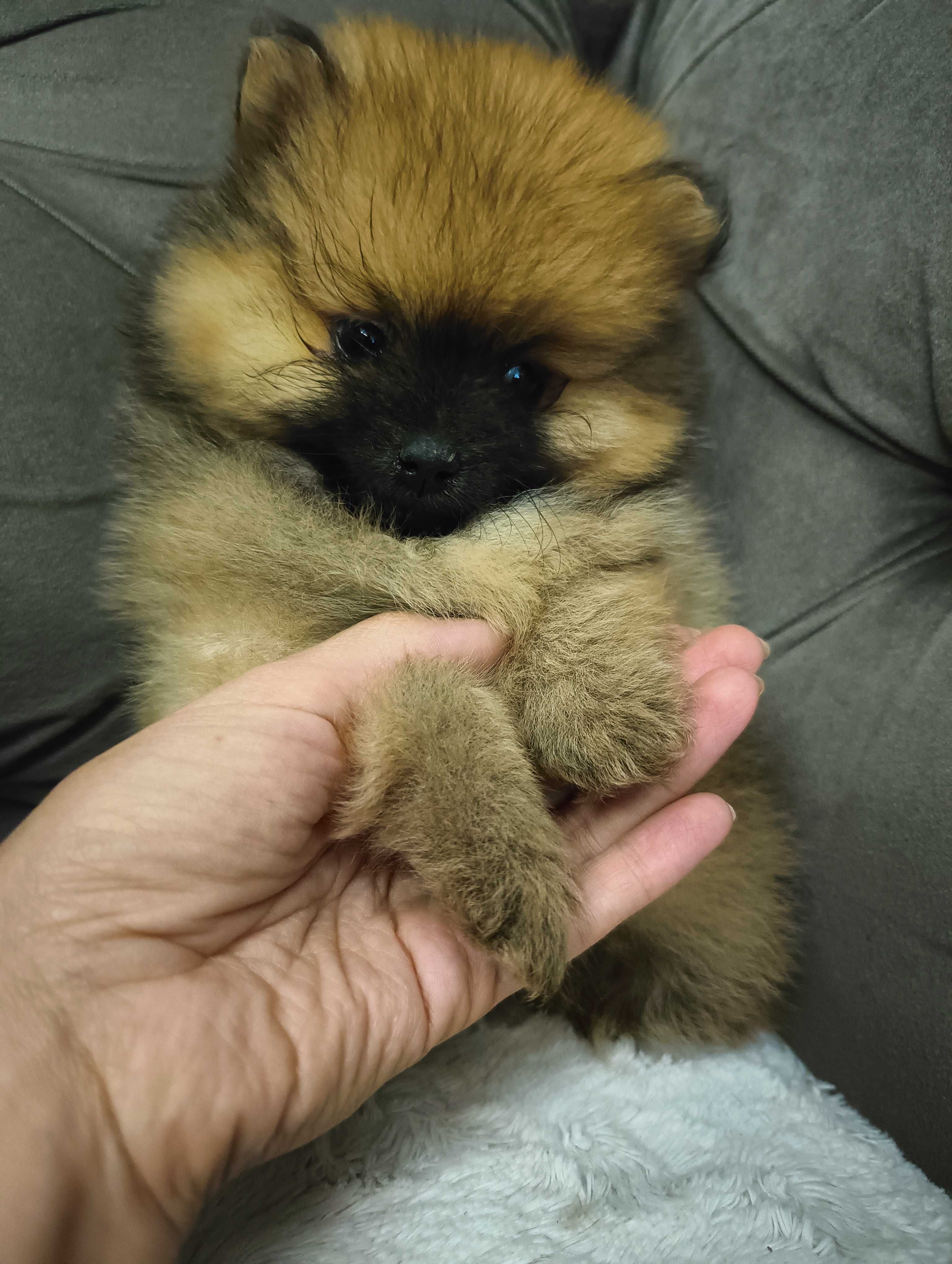 szpic miniaturowy