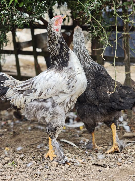 Casal x brahmas jovem
