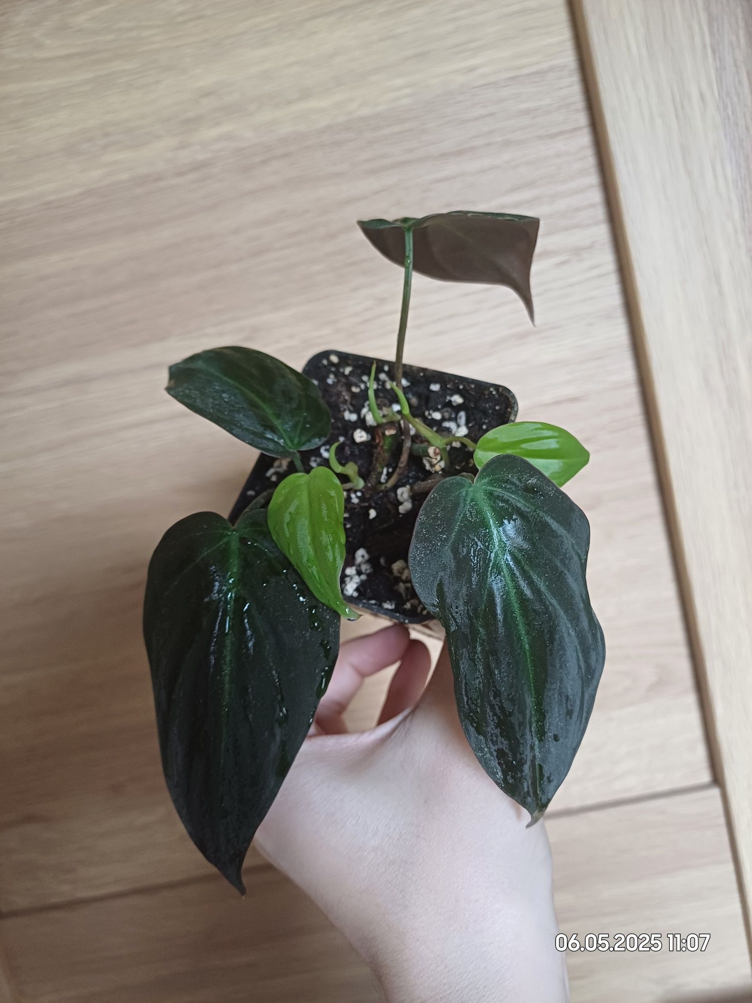 Philodendron scandens micans filodendron