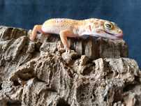 Gekon lamparci Id : [B2P] Więcej informacji w opisie