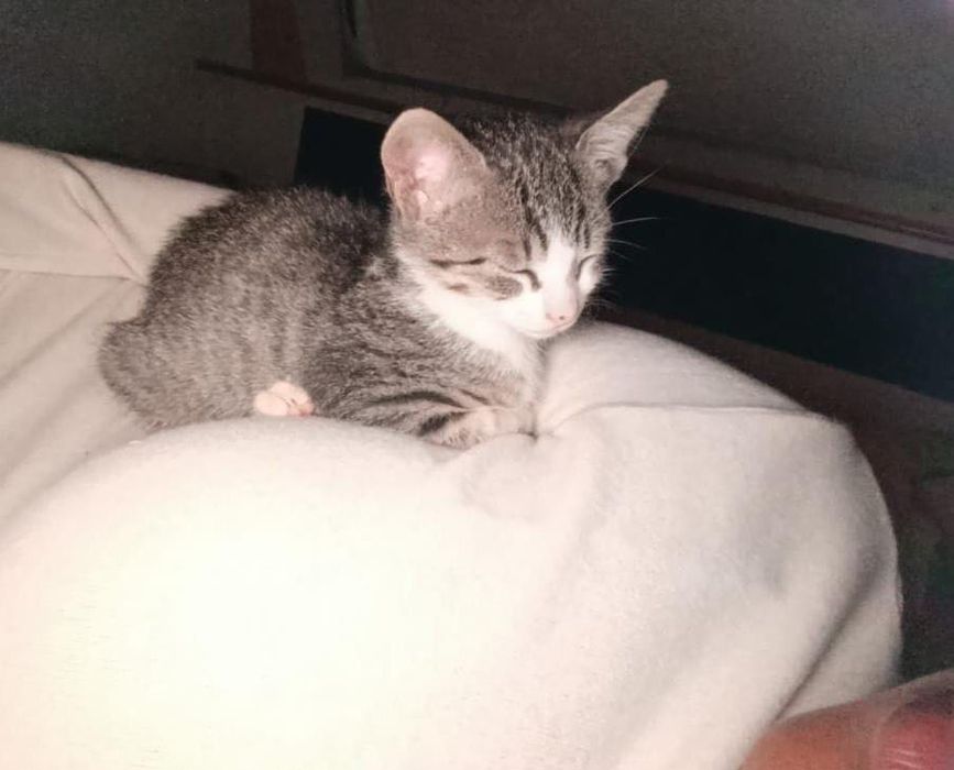 Gato filhote fofinho de 2 meses