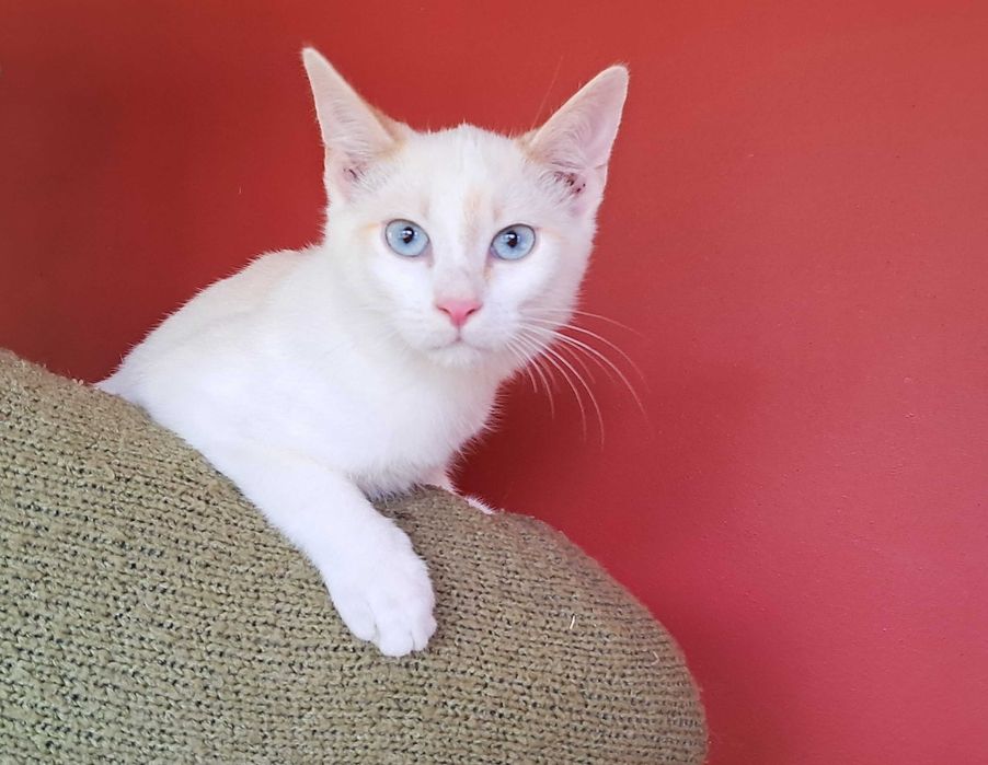 Kot syjamski kocurek