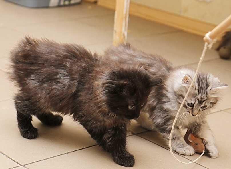 кошенята курильский бобтейл котята курильский бобтейл
