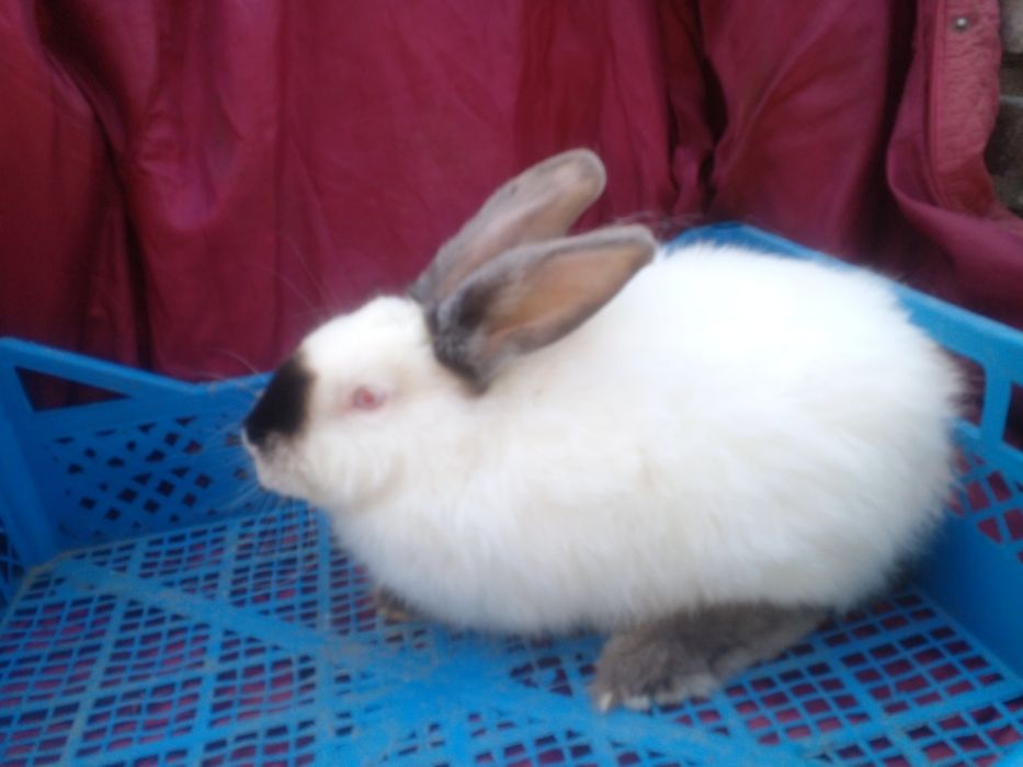 Самці молодняк різних порід