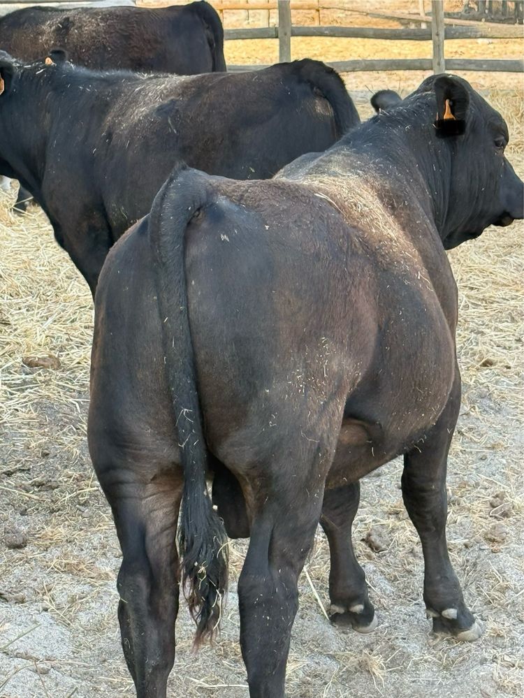 Vitelo angus puro