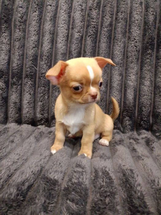 Чудові малюки чихуахуа