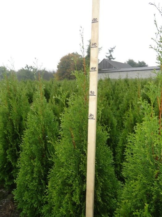 Tuja tuje Szmaragd, krzewy ozdobne