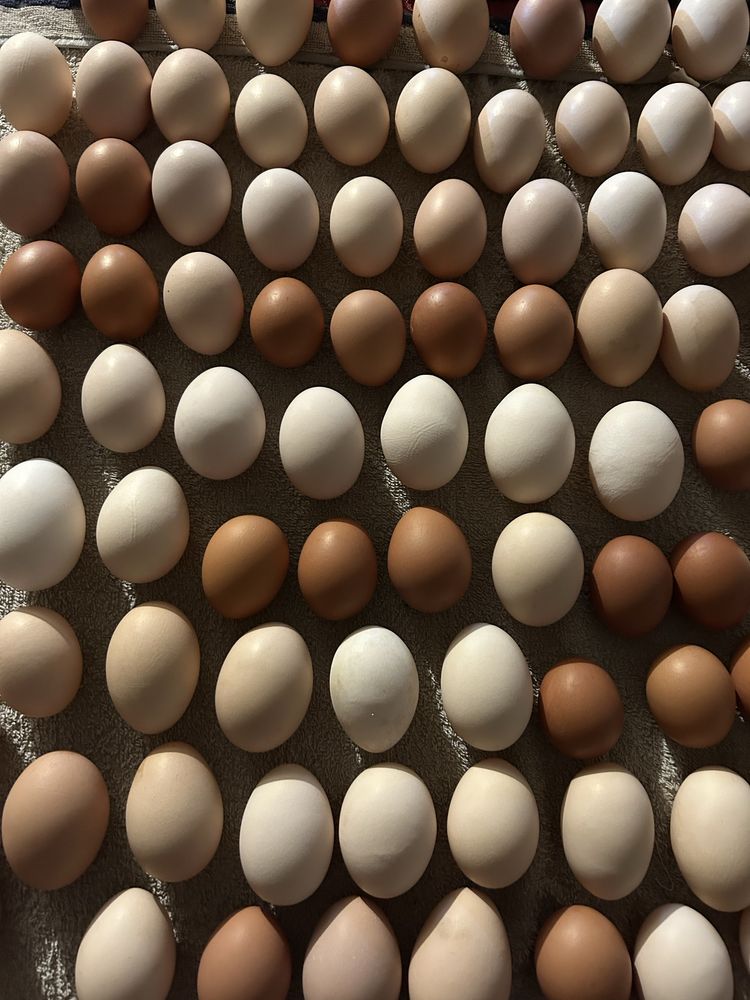 Duże jajka wiejskie, waga powyżej 60g/szt.