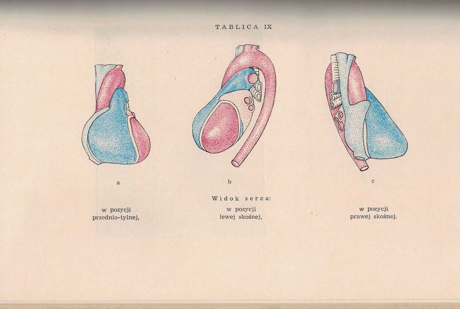 Rozpoznawanie chorób serca D Aleksandrow W Wysznacka PZWL 1957