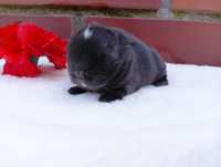 Mini lop, królik miaturka, króliczek baranek, karzełek