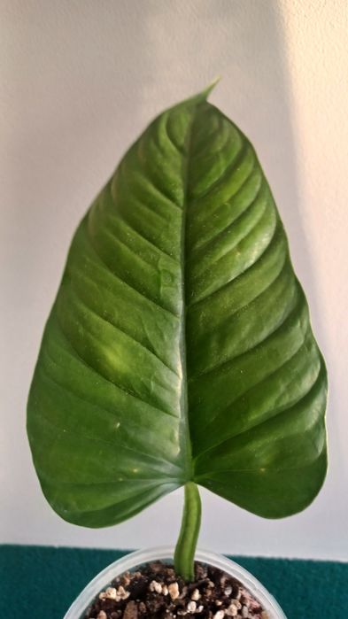 Philidendron Ernestii