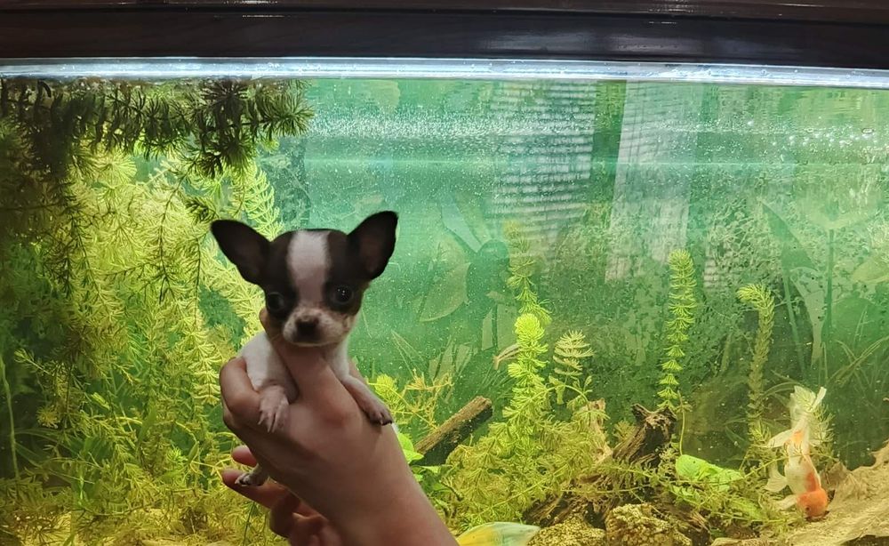 Міні чихуахуа 2 міс