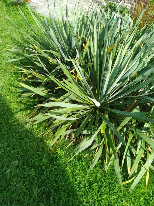 Juka ogrodowa sadzonki