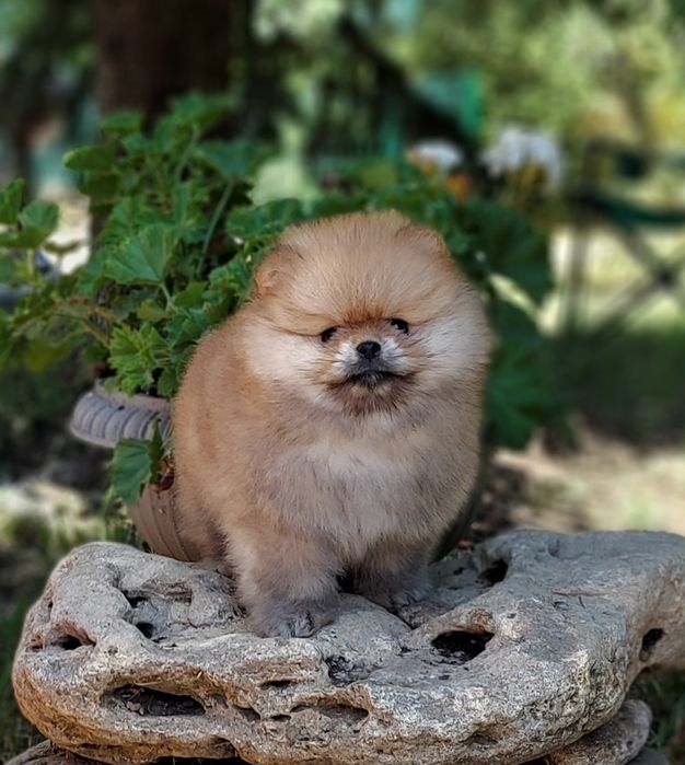 Очаровательная  девочка и мальчик померанского шпица