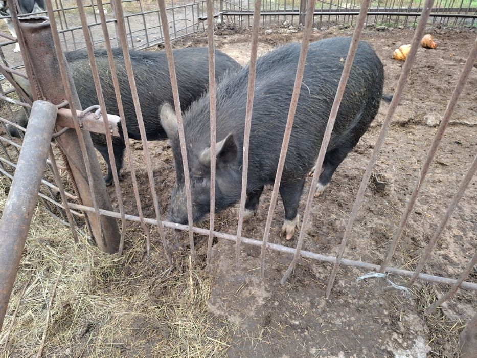 Продам свиней живою вагою