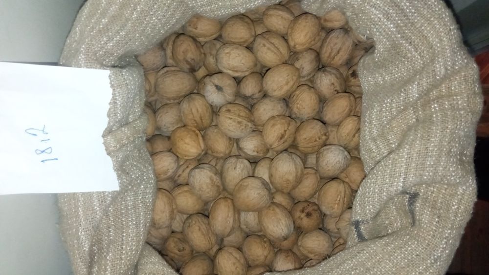 Грецький горіх урожай 2025