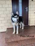 Husky Syberyjski