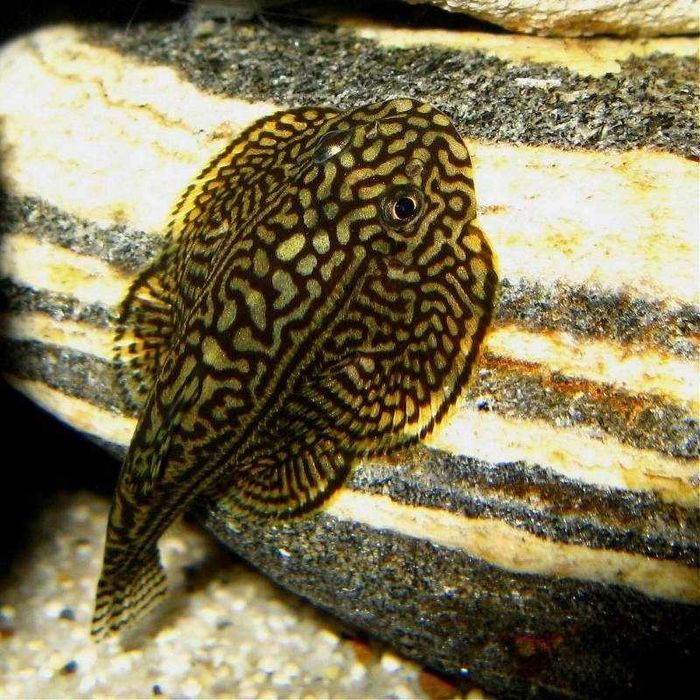 Przylga siatkowana Sewellia lineolata WYSYŁKA AKWAWIN