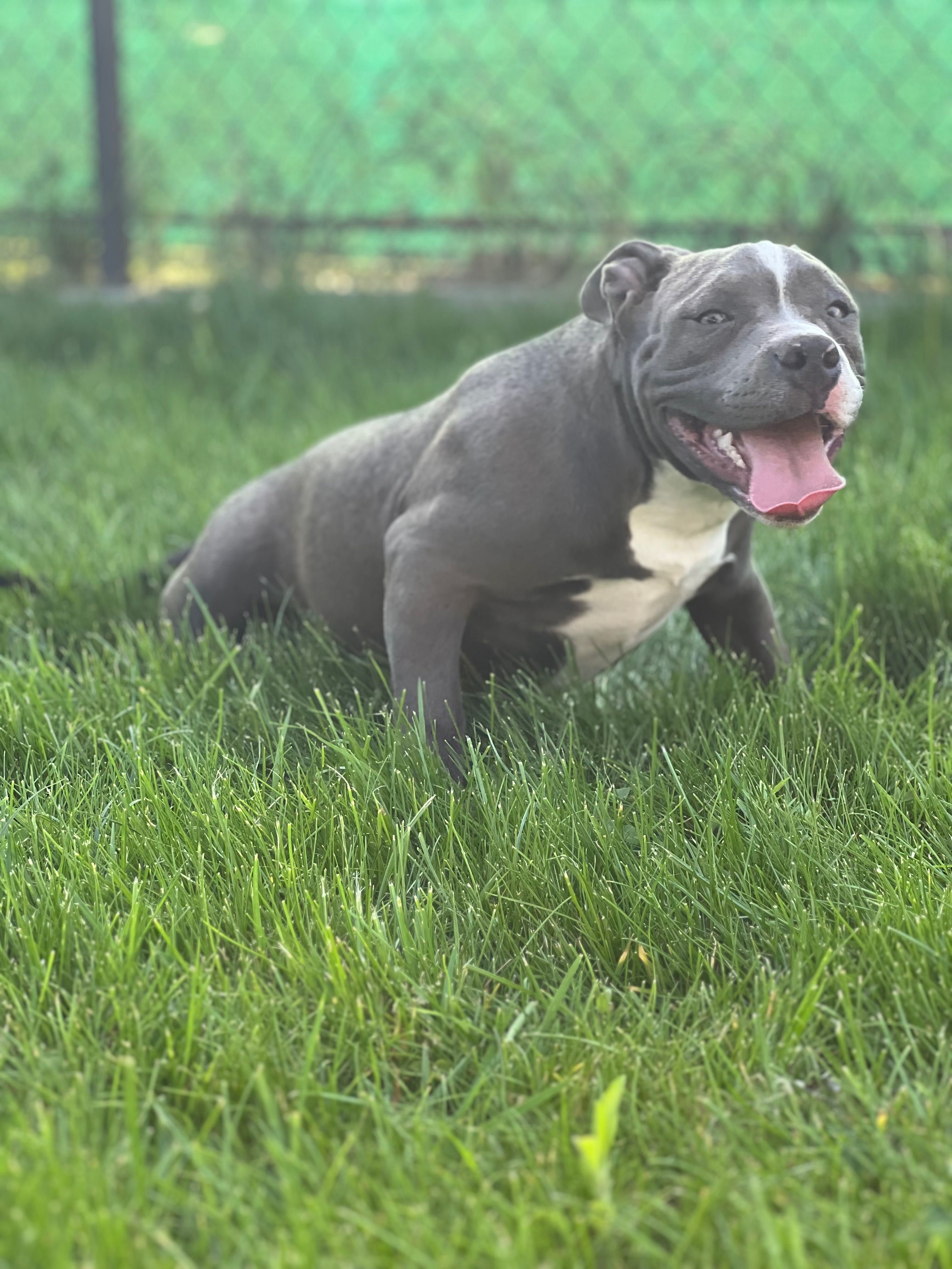 American bully suczka