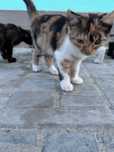 Котики, маленькі