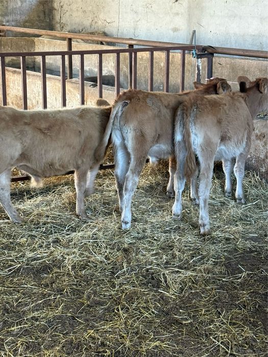 Vitelos e vitelas cruzados limousine