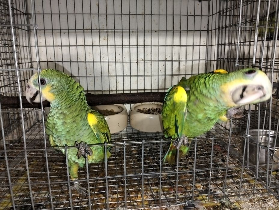 Papagaios amazonas e pionites
