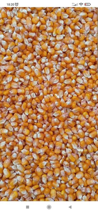 Milho meia cunha 2025