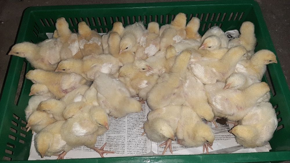 Підрощені та добові курчата бройлера