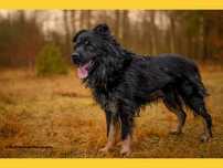 3 letni, w typie owczarka niemieckiego Wirus, adopcja