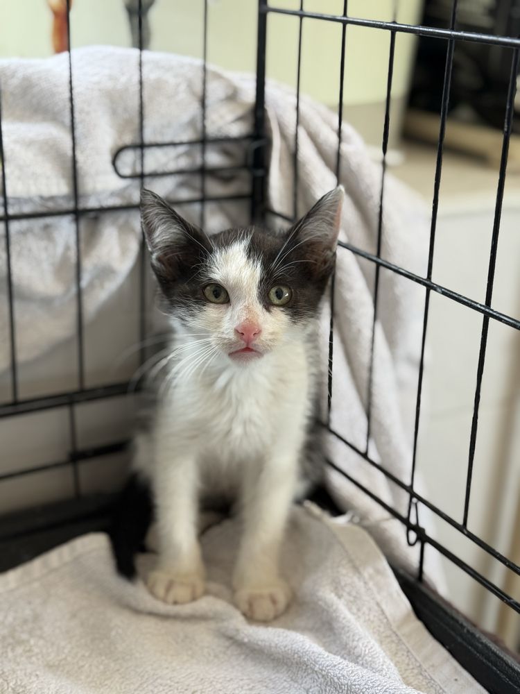 Gatinho 2 meses para adoção