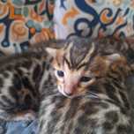 Koty bengalskie do rezerwacji